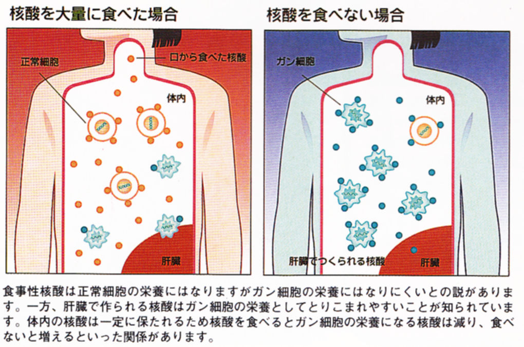 核酸を食べるとがん細胞の増殖を防ぐ可能性が高い