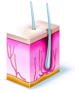 核酸は毛髪の発毛を促進